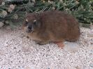 SA Dassie