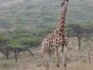 SA Girafe