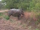 SA Rhino avant de nous charger