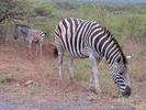 SA Zebre