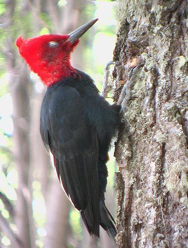 ARG Woodpecker