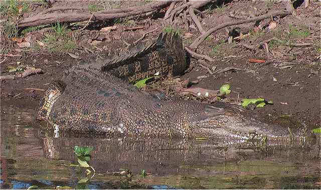 AUS Crocodile
