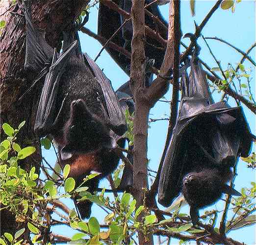 AUS black flying fox