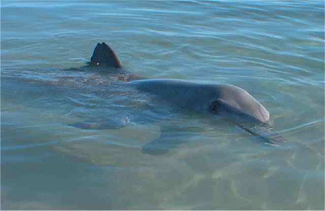 AUS dolphin