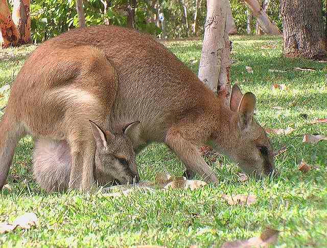 AUS kangourou