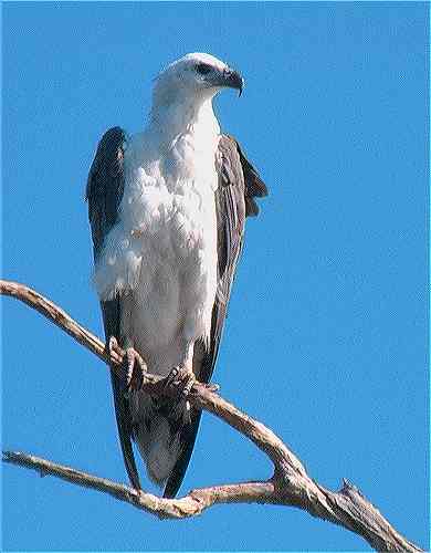 AUS white bellied sea eagle