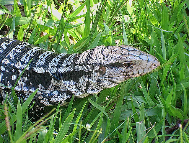 Arg Iguane
