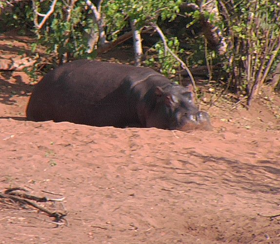 Botswana Hippo