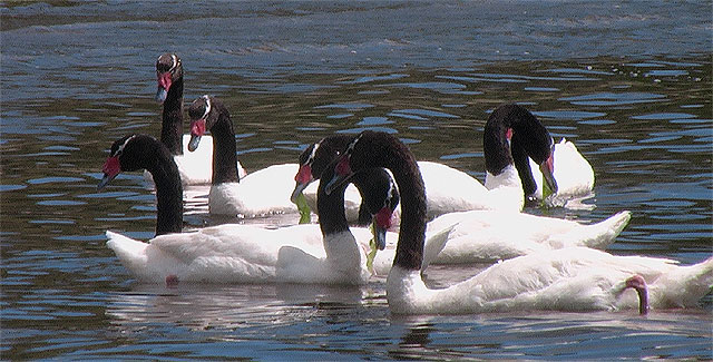 CHILE cygne tete noire