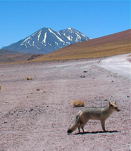Chile renard des altiplanos