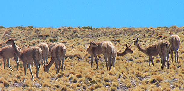 Chile troupeau de vicunas