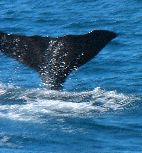 NZ Kaikoura cachalot