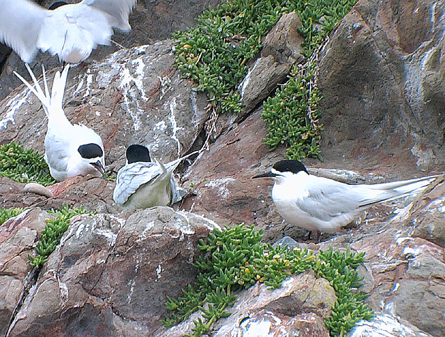 NZ mouettes a tete noire