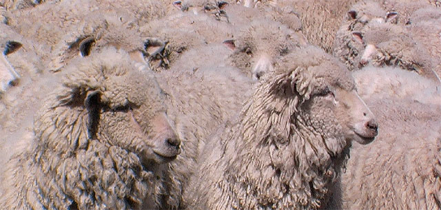 NZ troupeau de mouton