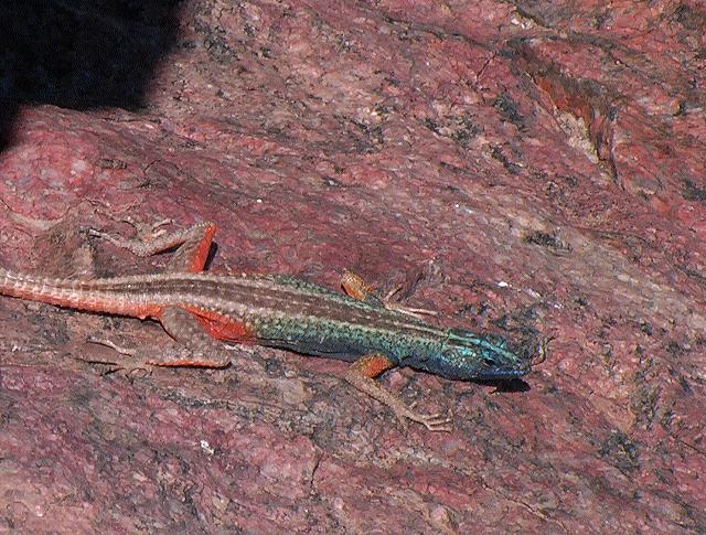 SA Lezard colore