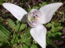 ARG Dog orchid