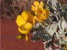 AUS Blunt leaved cassia