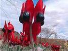 AUS Sturt desert pea