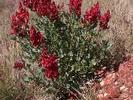 AUS fleur du bush