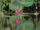 AUS lotus lily