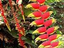 Arg fleur Tucan