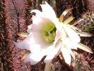 Bol fleur de cactus