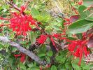CHILE Bush fire