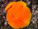 CHILE Orange