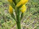 CHILE Yellow orchid