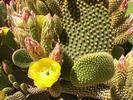 Chile cactus en fleur