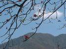 Inde arbre a fleur rouge
