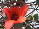Inde fleur d arbre