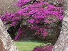 NZ Azallee