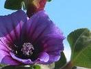 NZ fleur marine