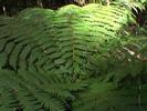 NZ tonga
