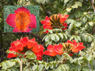 SA Arbre fleure