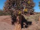 SA Kokerboom