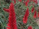 SA fleur rouge