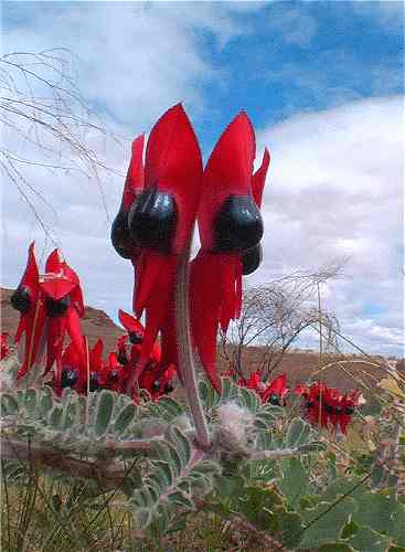 AUS Sturt desert pea