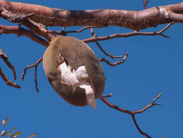 AUS fruit de boab