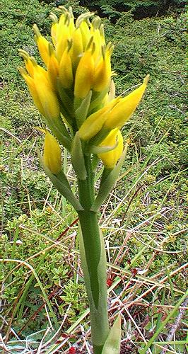 CHILE Yellow orchid