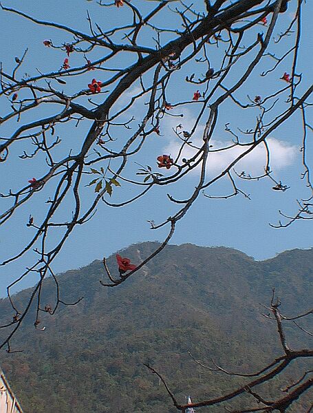 Inde arbre a fleur rouge