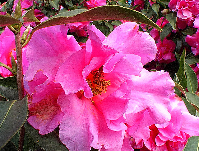 NZ Camellia