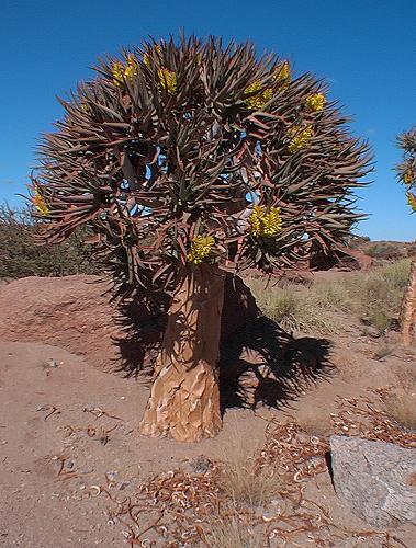 SA Kokerboom