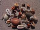 Coquillages mozambicains