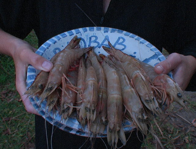 Magnifiques crevettes