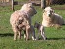 60 millions de moutons