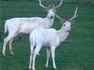 Cerf Albinosse