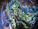 Kaikoura Paua shell detail