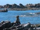 Kaikoura seals colony